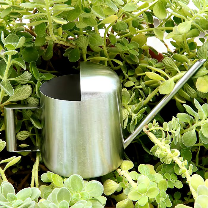 Stainless Steel Watering Can For Indoor & Outdoor Plants – 300Ml Long Spout 14815655690566-1
