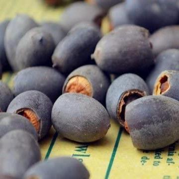 Bloomlotus Easy-To-Grow Lotus For A Touch Of Serenity 10316909478234-1