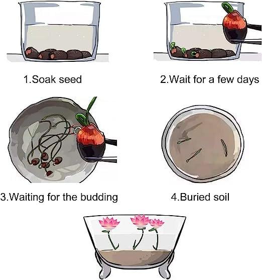 Bloomlotus Easy-To-Grow Lotus For A Touch Of Serenity 10316909478234-1