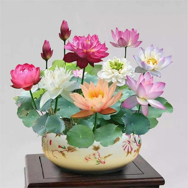 Bloomlotus Easy-To-Grow Lotus For A Touch Of Serenity 10316909478234-1