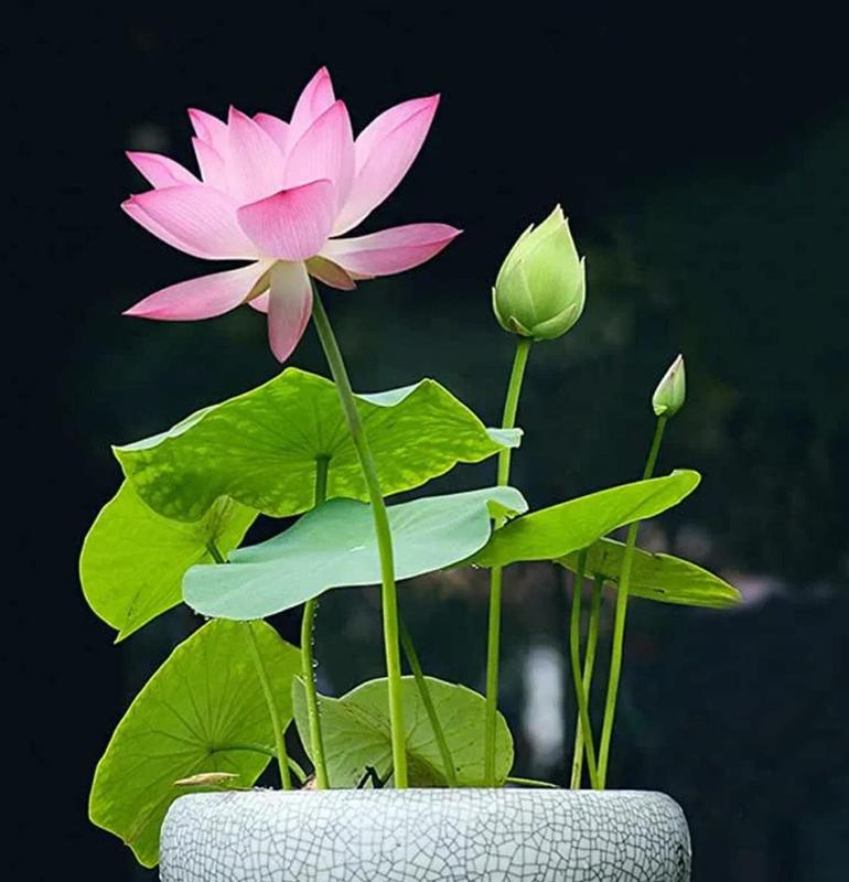 Bloomlotus Easy-To-Grow Lotus For A Touch Of Serenity 10316909478234-1