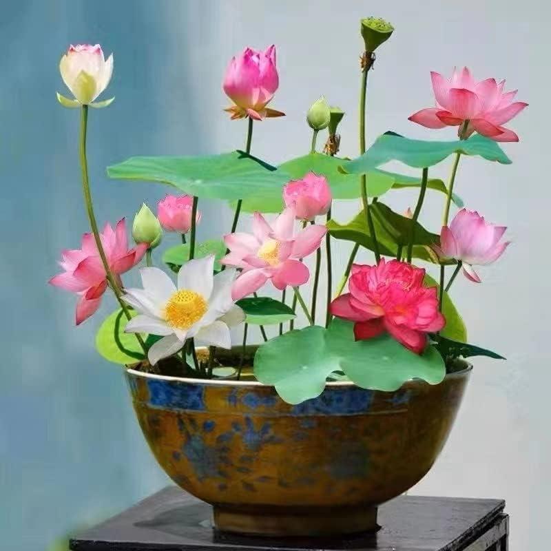 Bloomlotus Easy-To-Grow Lotus For A Touch Of Serenity 10316909478234-1
