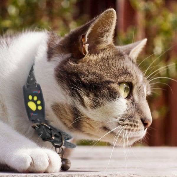 Cat Gps Tracker - Real-Time Tracking Without A Subscription 10452806304008-1