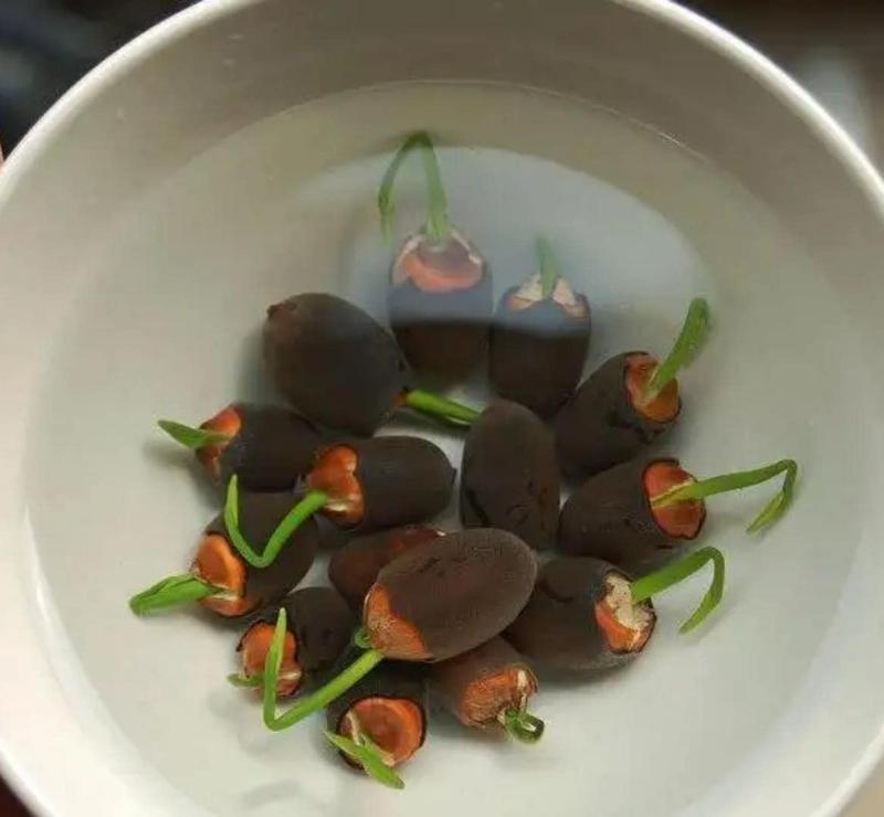 Bloomlotus Easy-To-Grow Lotus For A Touch Of Serenity 10316909478234-1