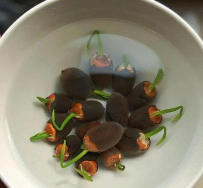 Bloomlotus Easy-To-Grow Lotus For A Touch Of Serenity 10316909478234-1