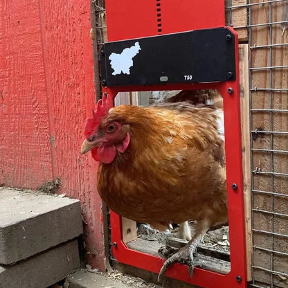 Smart Automatic Chicken Coop Door Opener For Safe Poultry Farming 8804230562073-1