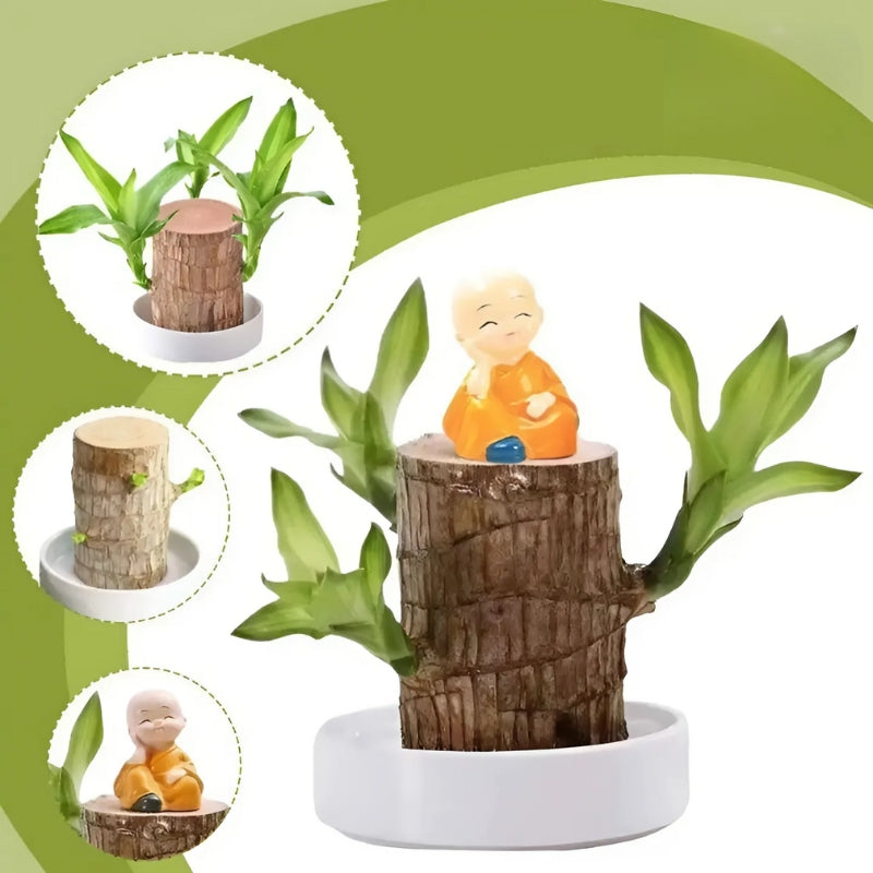 Lucky Brazilian Wood Plant | Give Your House Oxygen 10040198332762-1