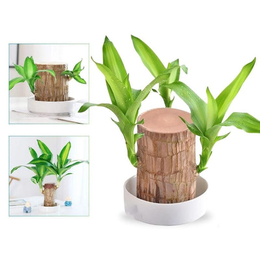 Lucky Brazilian Wood Plant | Give Your House Oxygen 10040198332762-1