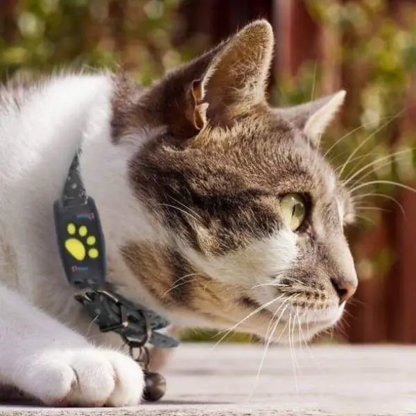 Cat Gps Tracker Locator Device For Pets