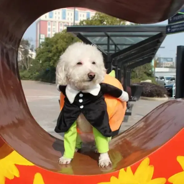 Halloween Special 49 Dog Cat Pumpkin Halloween Costume4