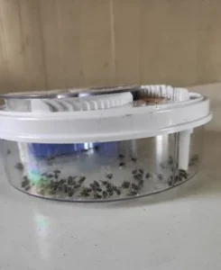 Automatic Electronic Fly Trap Catch Flies the Easiest and Fastest Way Possible! photo review