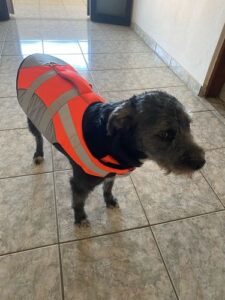 Dog Splash Life Jacket Vest With Floating Foam photo review