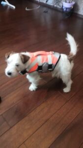 Dog Splash Life Jacket Vest With Floating Foam photo review