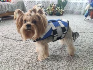 Dog Splash Life Jacket Vest With Floating Foam photo review