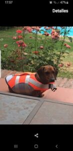 Dog Splash Life Jacket Vest With Floating Foam photo review