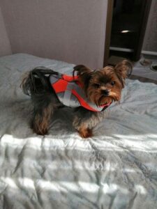 Dog Splash Life Jacket Vest With Floating Foam photo review