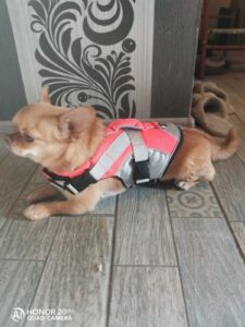 Dog Splash Life Jacket Vest With Floating Foam photo review