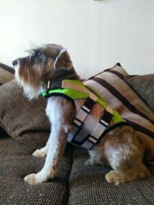 Dog Splash Life Jacket Vest With Floating Foam photo review