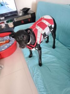 Dog Splash Life Jacket Vest With Floating Foam photo review