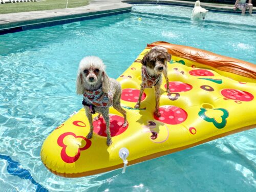 Giant Pizza Slice Pool Floaty Party Toys photo review