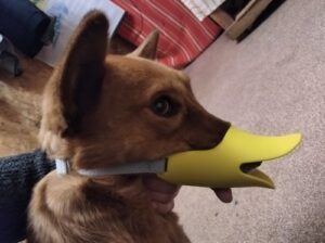 Rhino Mouth Shape Dog Muzzle photo review