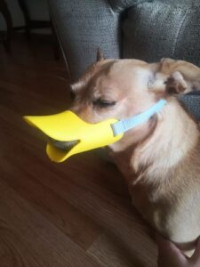 Rhino Mouth Shape Dog Muzzle photo review