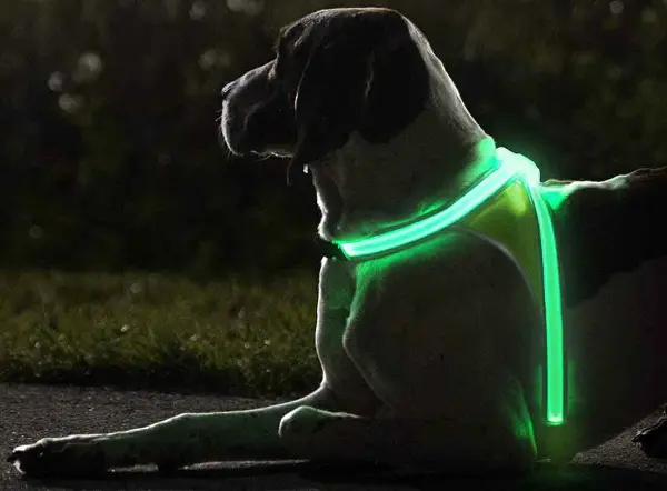 SafeWalk LED Dog Harness2