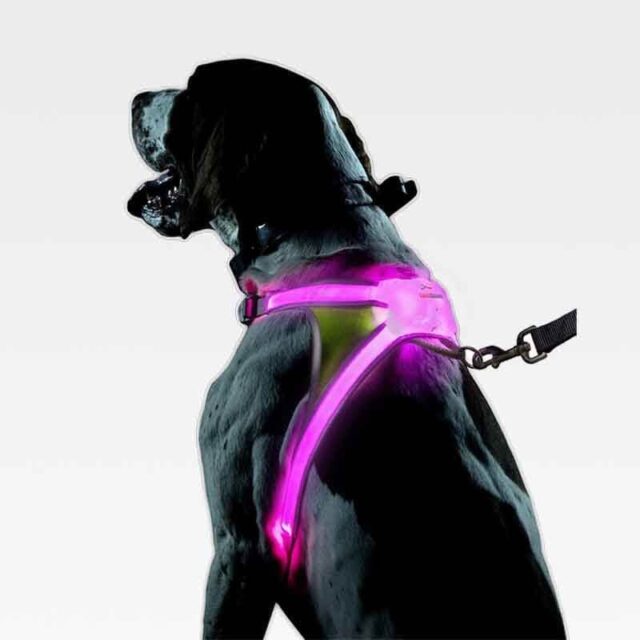 SafeWalk LED Dog Harness