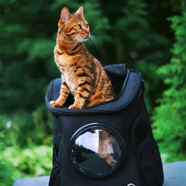 Pet Backpack with Space Capsule for Cats & Dogs (45x38cm)